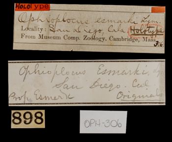 Media type: image;   Invertebrate Zoology OPH-306 Aspect: labels